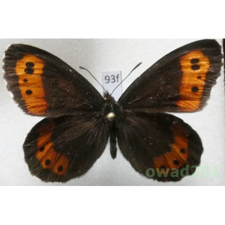 Erebia ligea (Linnaeus, 1758) Poland93f